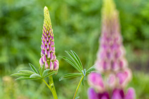 Lupinenblüte im Garten Lupinenblüte im Garten